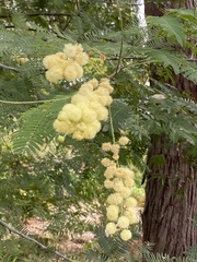 Acacia spectabilis