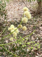 Acacia spectabilis