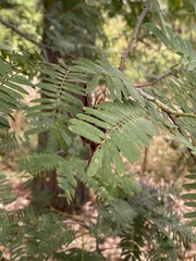 Acacia spectabilis