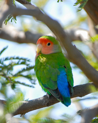 Agapornis roseicollis