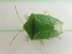 Cuspicona norfolcensis