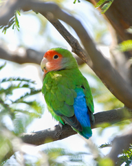 Agapornis roseicollis