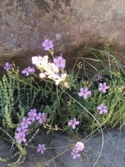 Chaenostoma halimifolium
