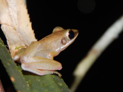 Chalcorana parvaccola