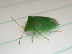 Cuspicona norfolcensis