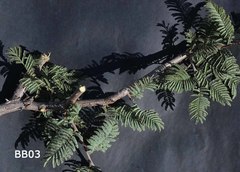 Senegalia hereroensis