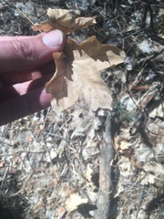 Acer grandidentatum