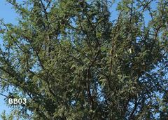 Senegalia hereroensis