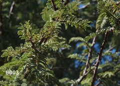 Senegalia hereroensis