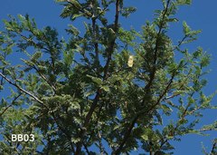 Senegalia hereroensis