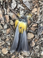 Pycnonotus aurigaster