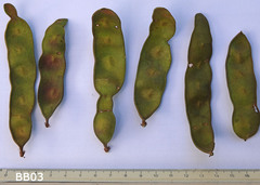 Senegalia hereroensis