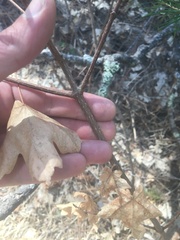 Acer grandidentatum