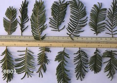 Senegalia hereroensis