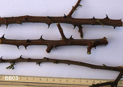 Senegalia hereroensis