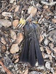 Pycnonotus aurigaster