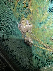 Lithobates areolatus