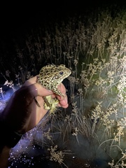 Lithobates areolatus