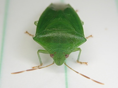 Cuspicona norfolcensis