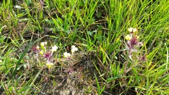 Triphysaria eriantha