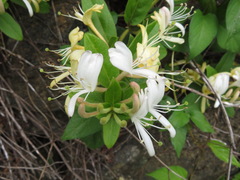 Lonicera japonica