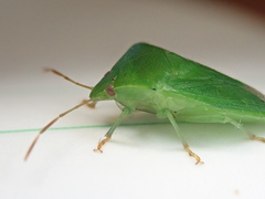 Cuspicona norfolcensis