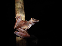 Polypedates colletti