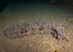 Stichopus