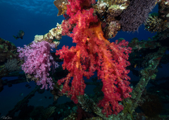 Dendronephthya hemprichi