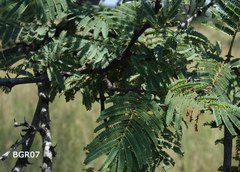 Senegalia hereroensis