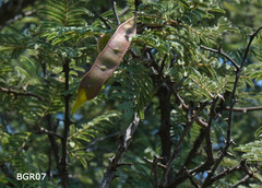 Senegalia hereroensis