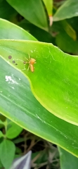Cosmophasis lami