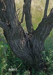 Senegalia hereroensis