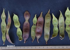 Senegalia hereroensis