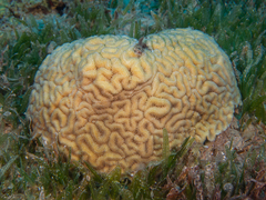 Gyrosmilia interrupta