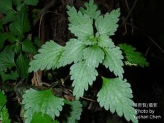 Nanocnide japonica
