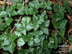 Nanocnide japonica