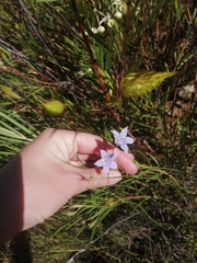 Wahlenbergia albens