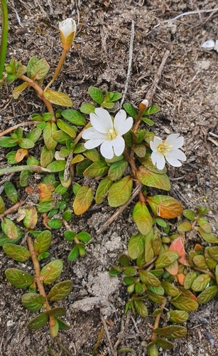 NZ small willowherb (Epilobium angustum)