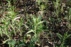 Pentanema germanicum