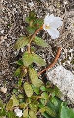 Epilobium angustum