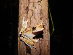 Polypedates colletti