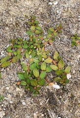 Epilobium angustum