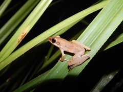 Chalcorana parvaccola