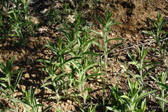 Pentanema germanicum