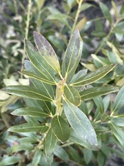 Ilex glabra