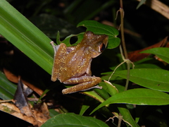 Polypedates colletti