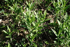 Pentanema germanicum