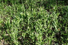 Pentanema germanicum