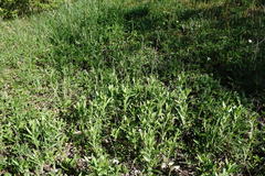 Pentanema germanicum